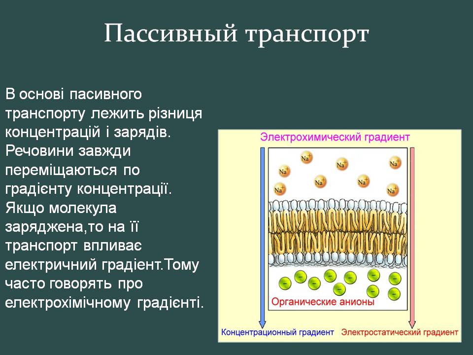 Презентація на тему «Пересування поживних речовин через мембрану» - Слайд #6 Презентація на тему «Пересування поживних речовин через мембрану» - Слайд #6