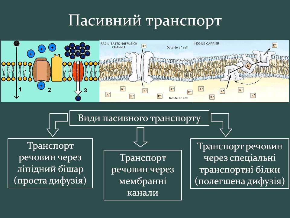 Презентація на тему «Пересування поживних речовин через мембрану» - Слайд #7 Презентація на тему «Пересування поживних речовин через мембрану» - Слайд #7
