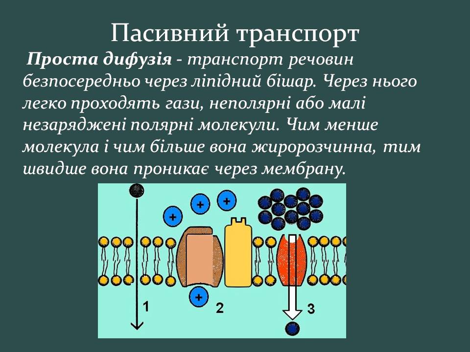 Презентація на тему «Пересування поживних речовин через мембрану» - Слайд #8 Презентація на тему «Пересування поживних речовин через мембрану» - Слайд #8