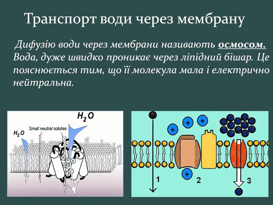 Презентація на тему «Пересування поживних речовин через мембрану» - Слайд #9 Презентація на тему «Пересування поживних речовин через мембрану» - Слайд #9