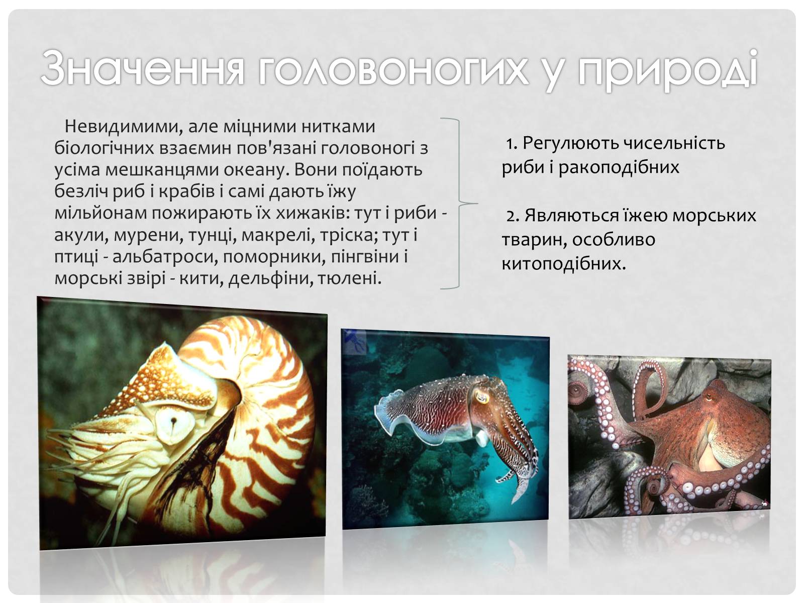 Презентація на тему «Головоногi молюски» - Слайд #12 Презентація на тему «Головоногi молюски» - Слайд #12