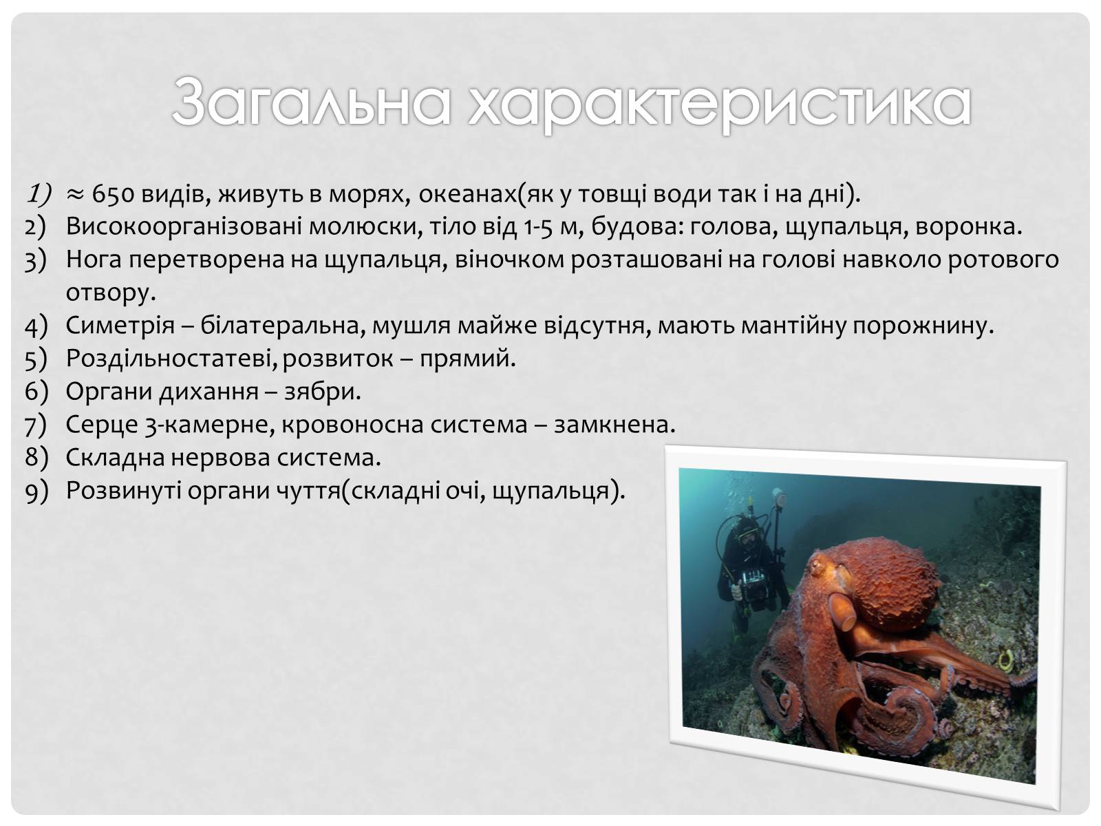 Презентація на тему «Головоногi молюски» - Слайд #3 Презентація на тему «Головоногi молюски» - Слайд #3