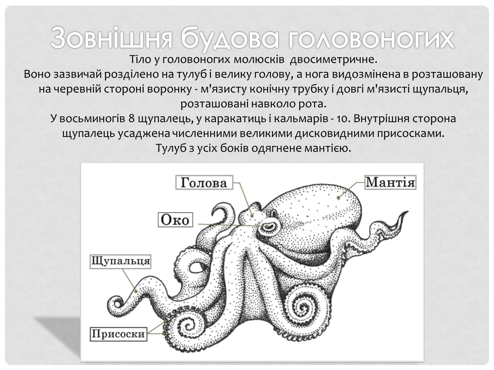 Презентація на тему «Головоногi молюски» - Слайд #4 Презентація на тему «Головоногi молюски» - Слайд #4