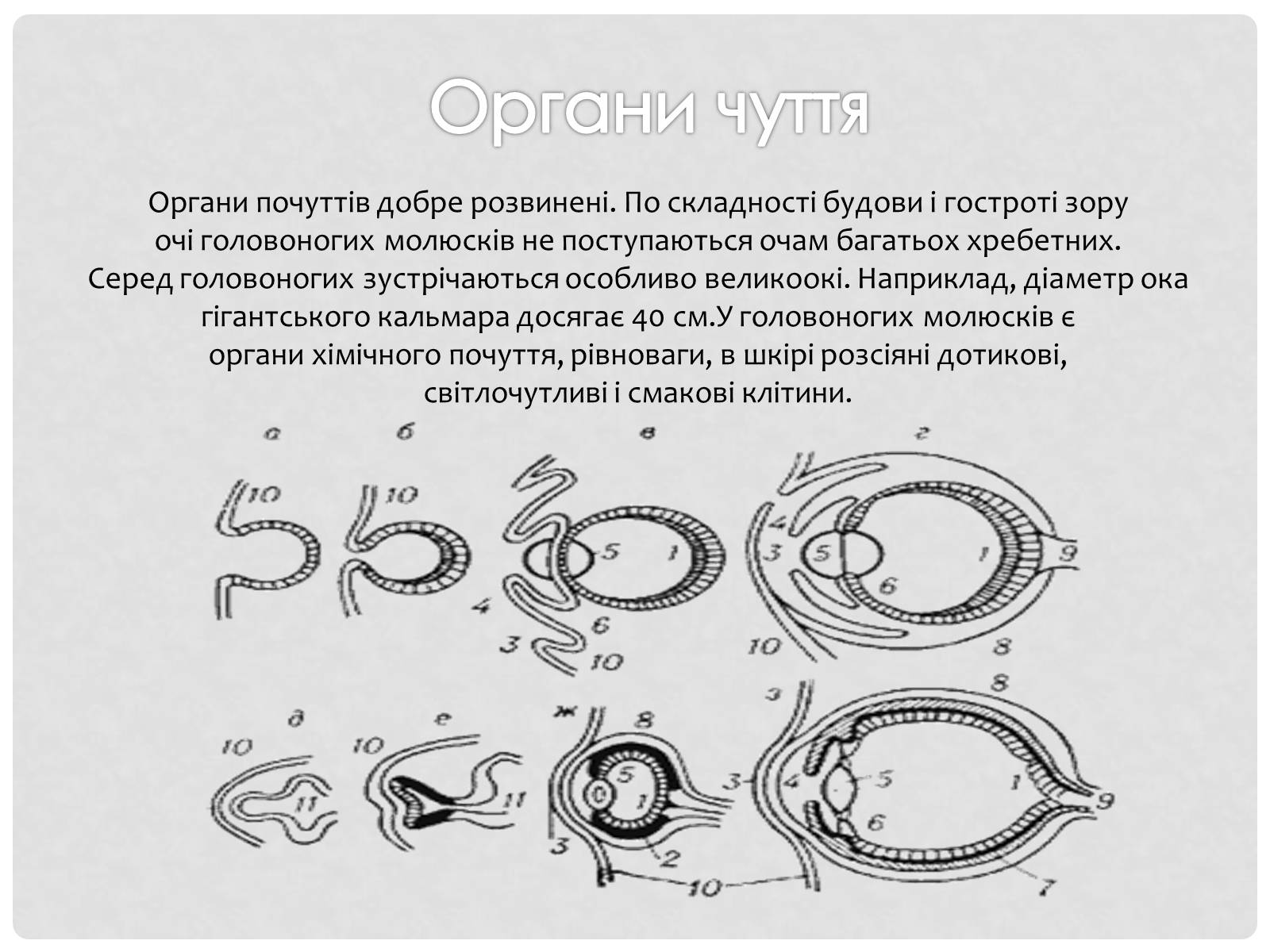 Презентація на тему «Головоногi молюски» - Слайд #7 Презентація на тему «Головоногi молюски» - Слайд #7