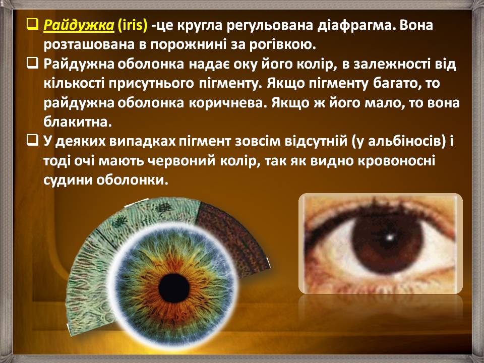Презентація на тему «Аналізатори» - Слайд #18 Презентація на тему «Аналізатори» - Слайд #18