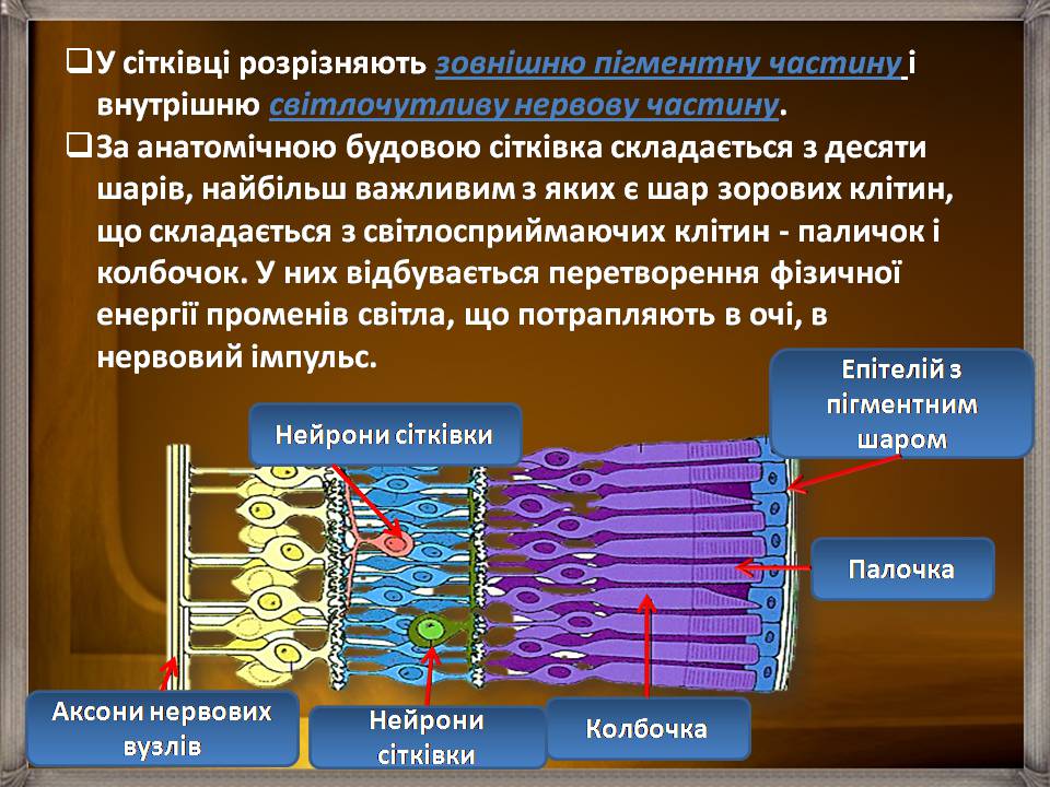 Презентація на тему «Аналізатори» - Слайд #27 Презентація на тему «Аналізатори» - Слайд #27