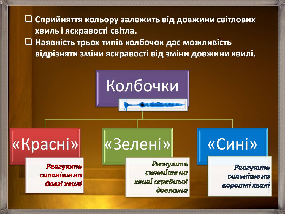 Презентація на тему «Аналізатори» - Слайд #29 Презентація на тему «Аналізатори» - Слайд #29
