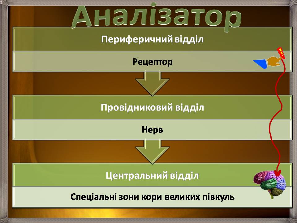 Презентація на тему «Аналізатори» - Слайд #4 Презентація на тему «Аналізатори» - Слайд #4