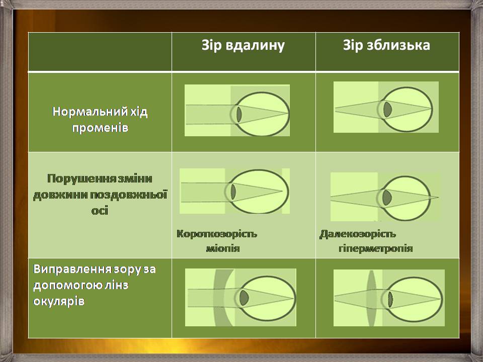 Презентація на тему «Аналізатори» - Слайд #40 Презентація на тему «Аналізатори» - Слайд #40