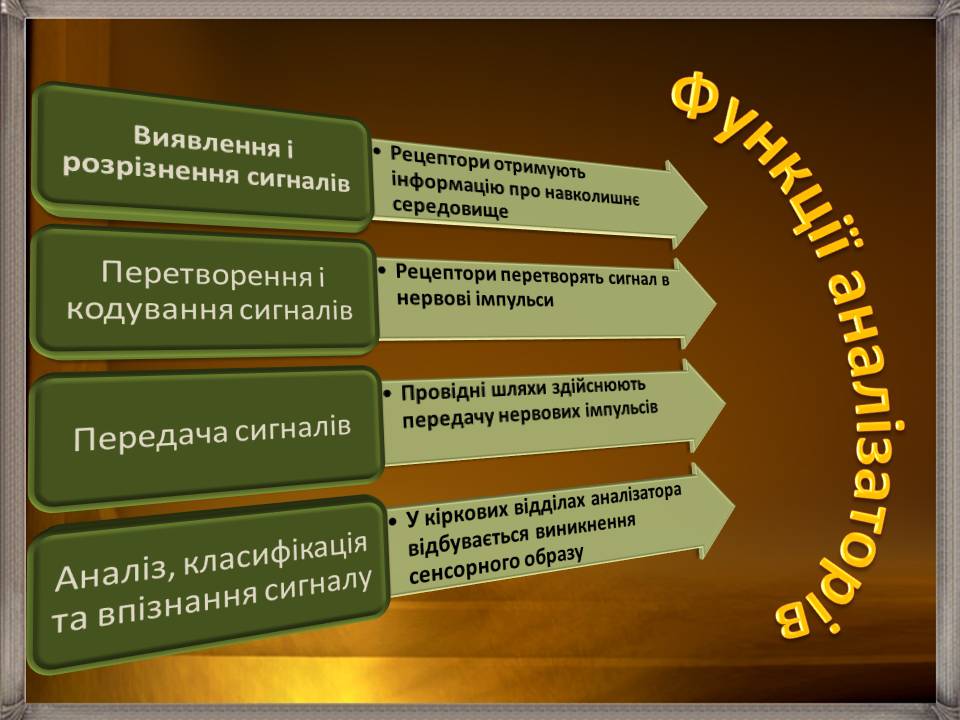 Презентація на тему «Аналізатори» - Слайд #5 Презентація на тему «Аналізатори» - Слайд #5