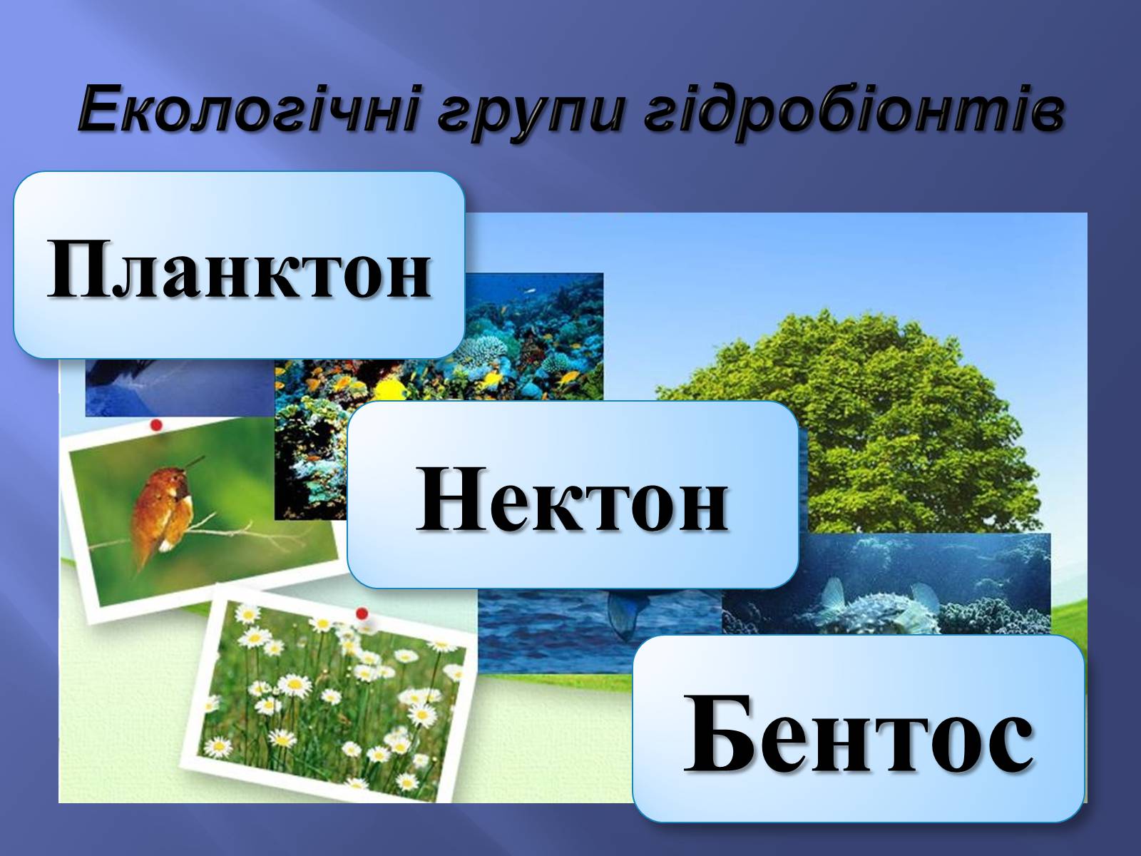 Презентація на тему «Водне середовище» (варіант 2) - Слайд #7 Презентація на тему «Водне середовище» (варіант 2) - Слайд #7