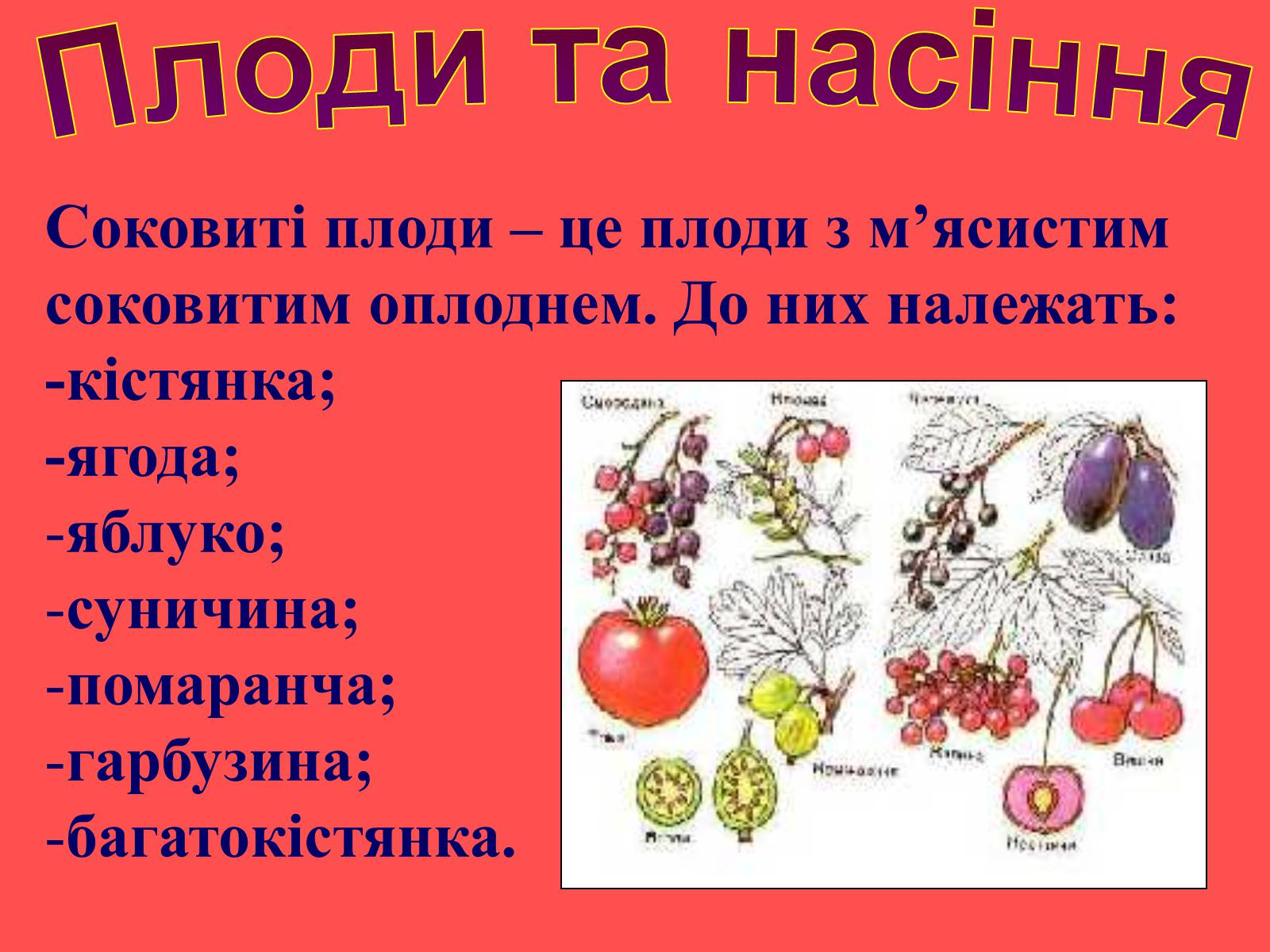Презентація на тему «Плоди та насіння» - Слайд #10 Презентація на тему «Плоди та насіння» - Слайд #10