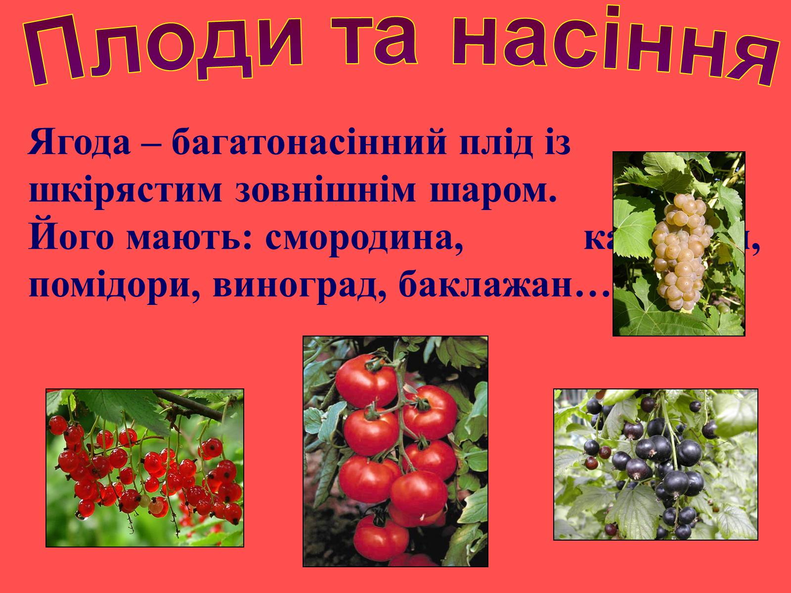 Презентація на тему «Плоди та насіння» - Слайд #12 Презентація на тему «Плоди та насіння» - Слайд #12