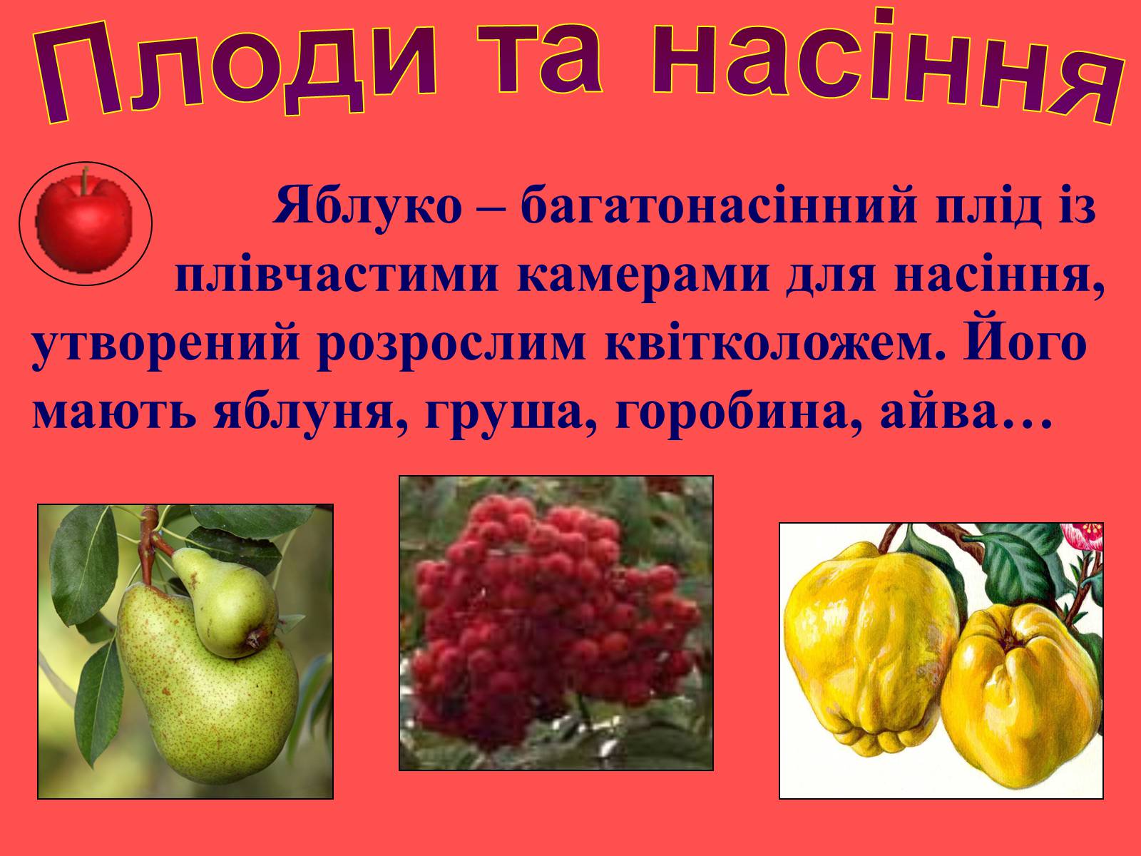 Презентація на тему «Плоди та насіння» - Слайд #13 Презентація на тему «Плоди та насіння» - Слайд #13