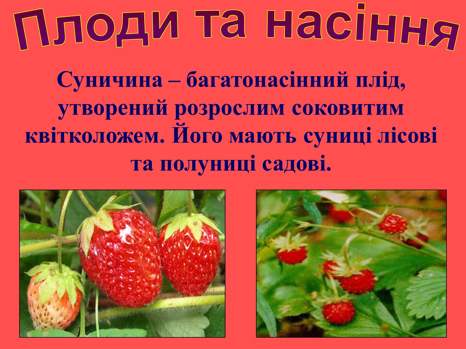 Презентація на тему «Плоди та насіння» - Слайд #16 Презентація на тему «Плоди та насіння» - Слайд #16
