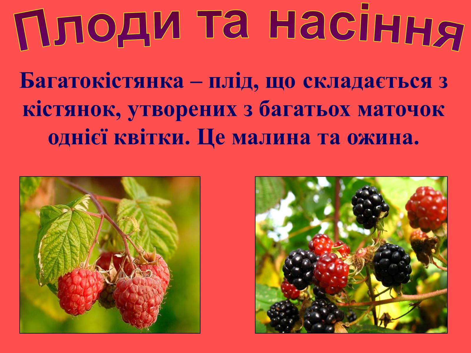 Презентація на тему «Плоди та насіння» - Слайд #17 Презентація на тему «Плоди та насіння» - Слайд #17