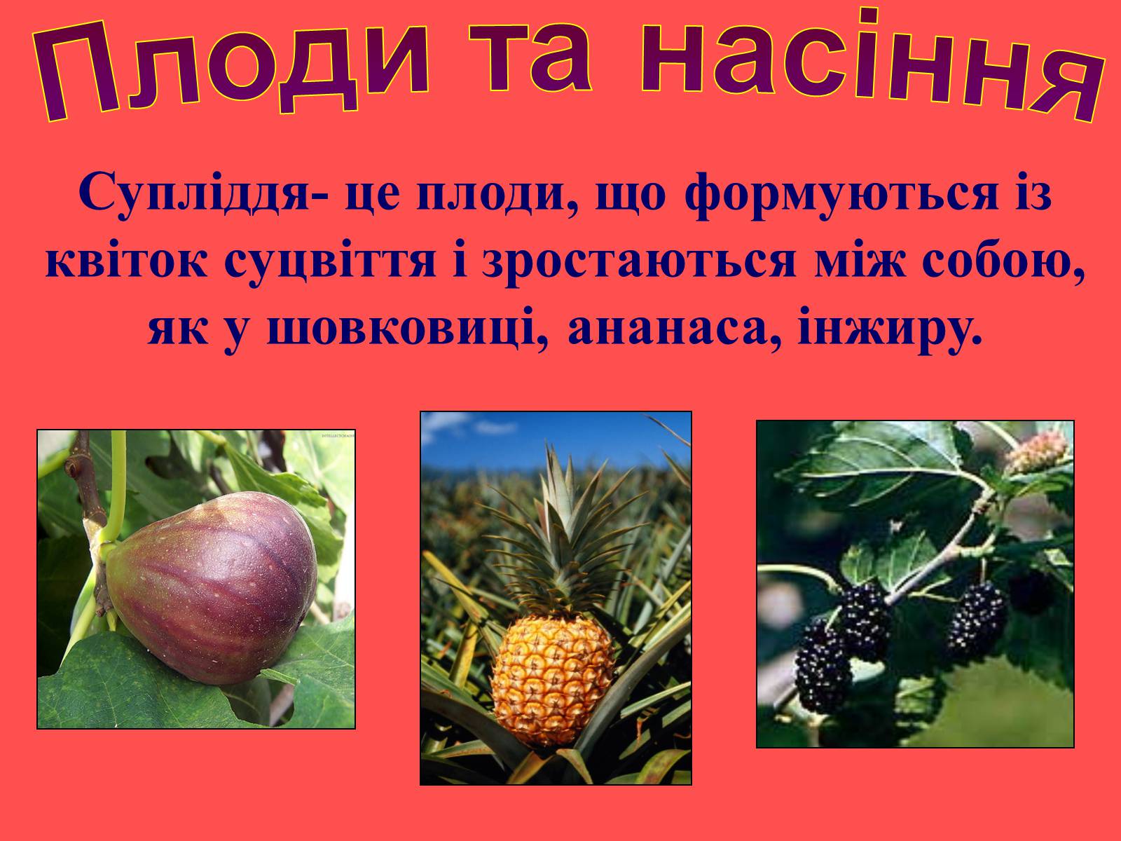 Презентація на тему «Плоди та насіння» - Слайд #18 Презентація на тему «Плоди та насіння» - Слайд #18