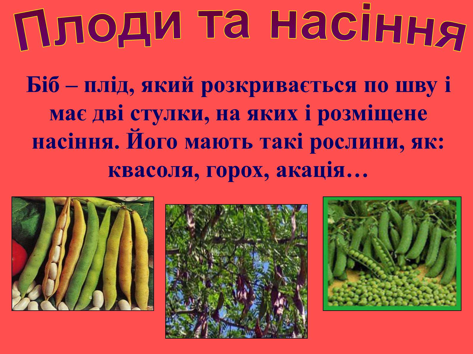 Презентація на тему «Плоди та насіння» - Слайд #21 Презентація на тему «Плоди та насіння» - Слайд #21