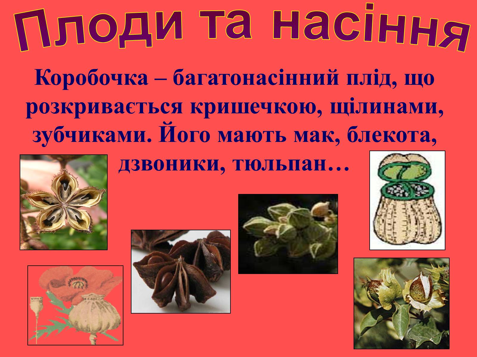 Презентація на тему «Плоди та насіння» - Слайд #23 Презентація на тему «Плоди та насіння» - Слайд #23