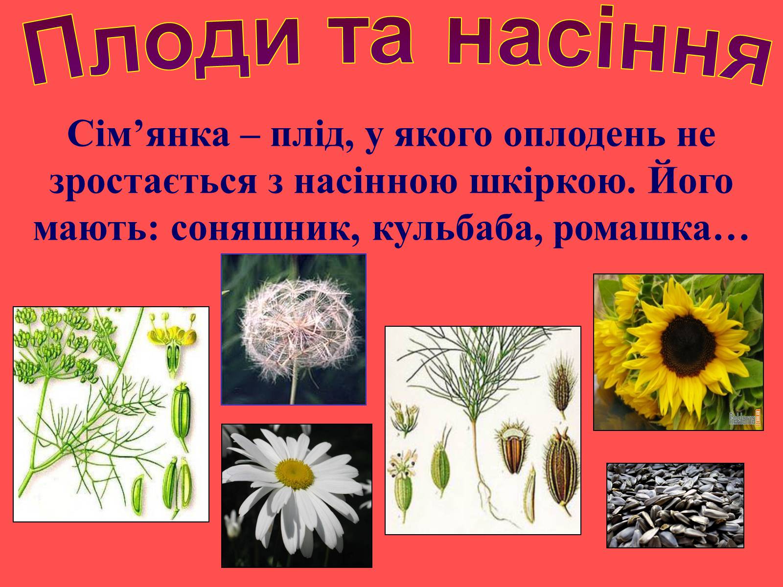 Презентація на тему «Плоди та насіння» - Слайд #25 Презентація на тему «Плоди та насіння» - Слайд #25