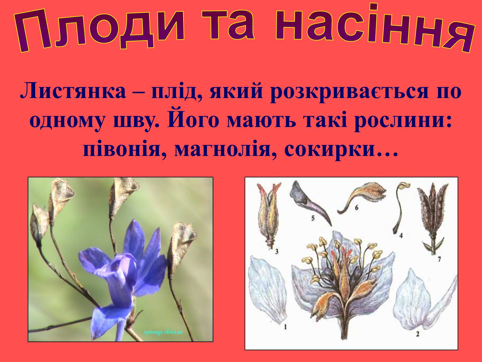 Презентація на тему «Плоди та насіння» - Слайд #26 Презентація на тему «Плоди та насіння» - Слайд #26
