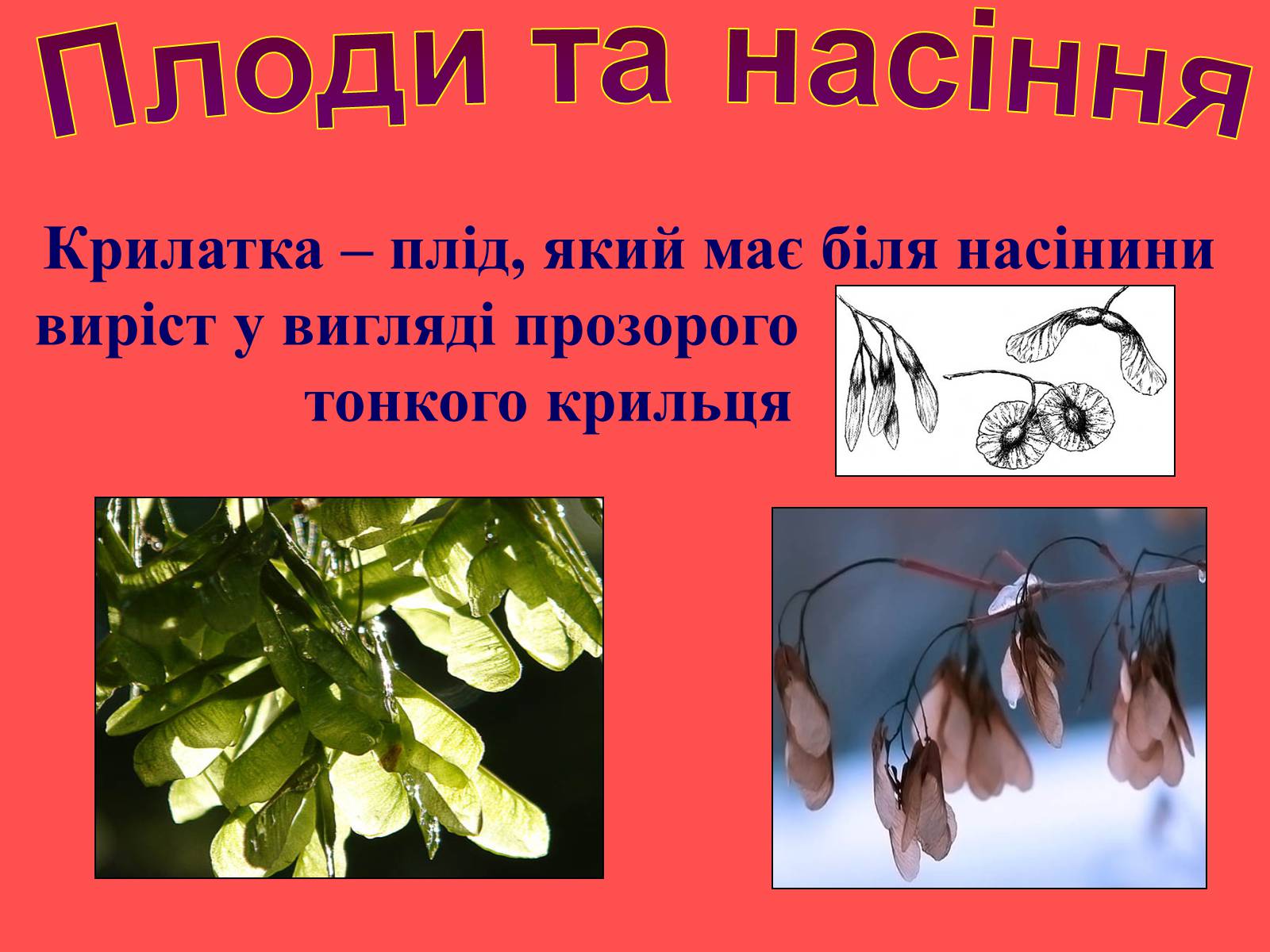 Презентація на тему «Плоди та насіння» - Слайд #27 Презентація на тему «Плоди та насіння» - Слайд #27