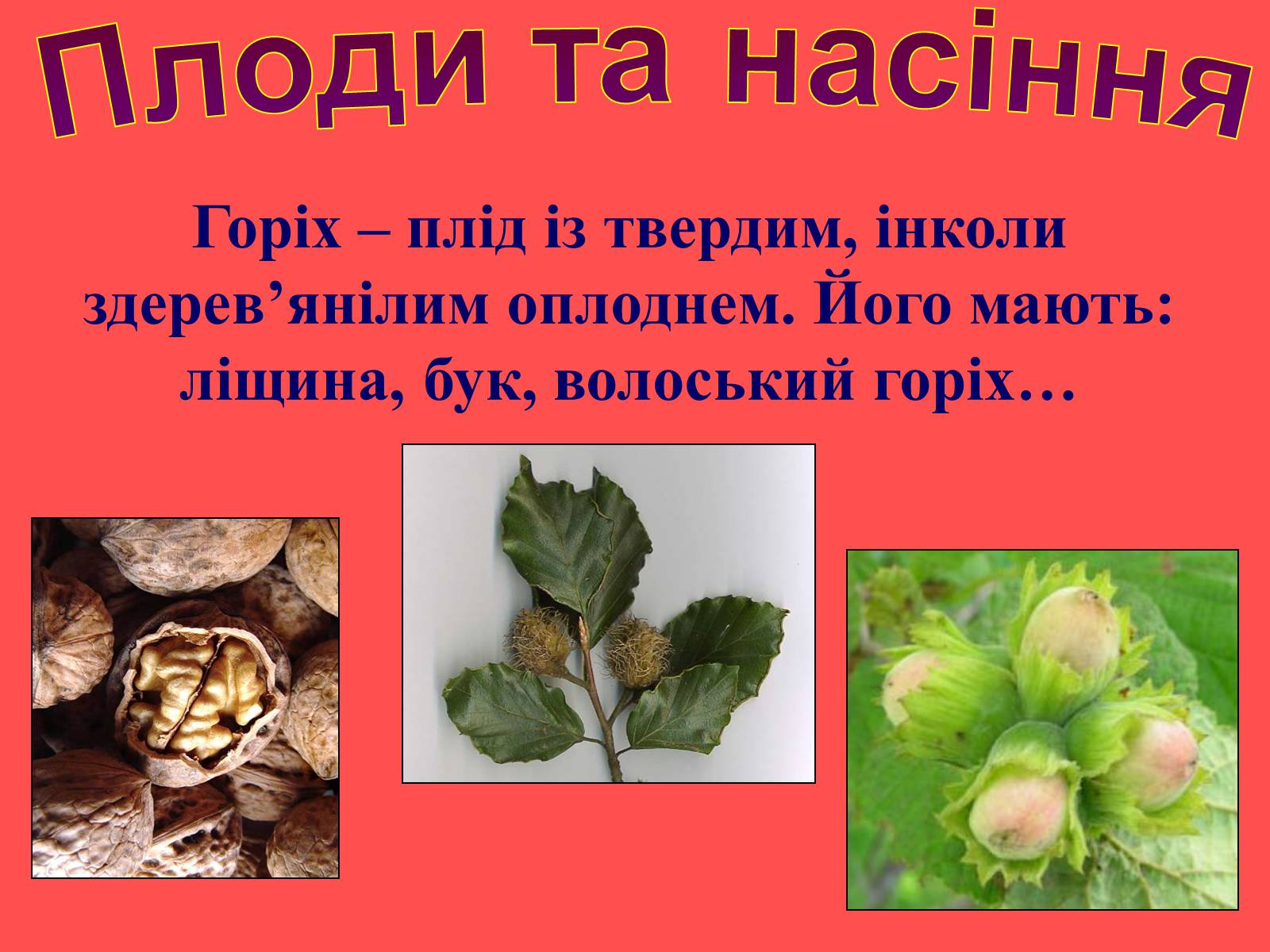 Презентація на тему «Плоди та насіння» - Слайд #28 Презентація на тему «Плоди та насіння» - Слайд #28