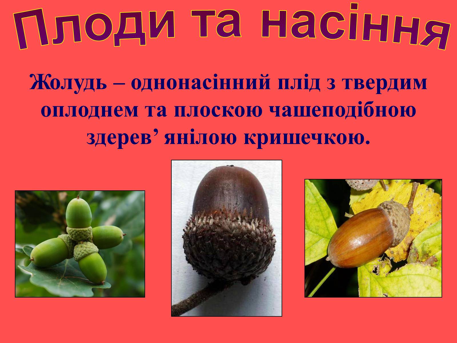 Презентація на тему «Плоди та насіння» - Слайд #29 Презентація на тему «Плоди та насіння» - Слайд #29