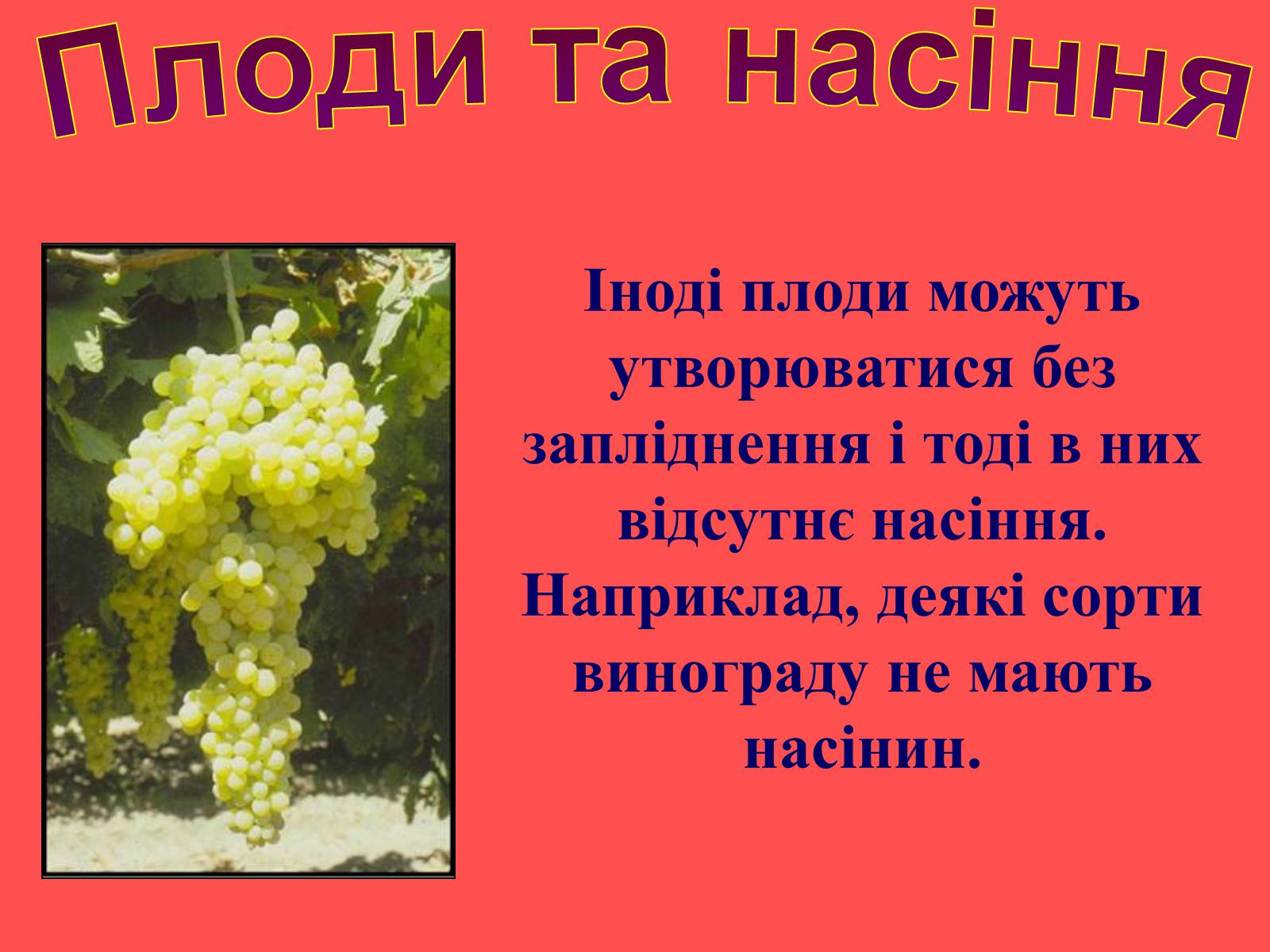 Презентація на тему «Плоди та насіння» - Слайд #30 Презентація на тему «Плоди та насіння» - Слайд #30