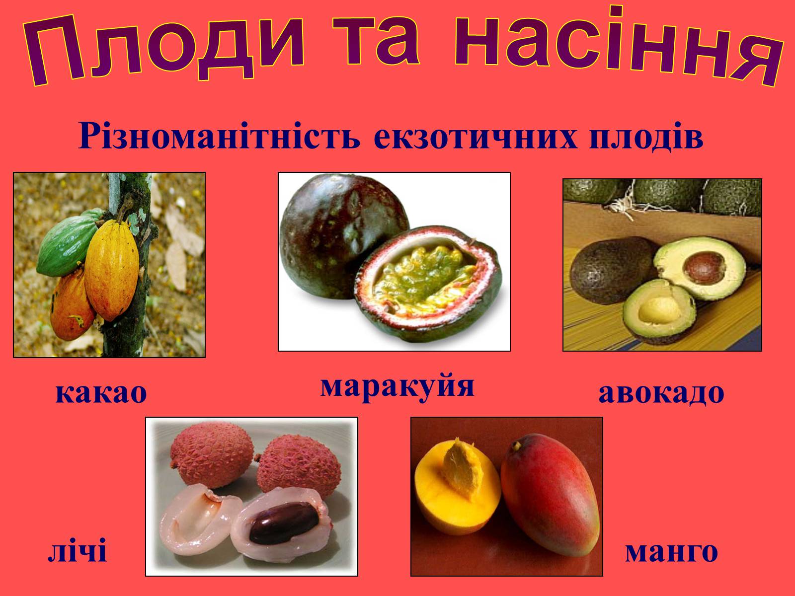 Презентація на тему «Плоди та насіння» - Слайд #31 Презентація на тему «Плоди та насіння» - Слайд #31