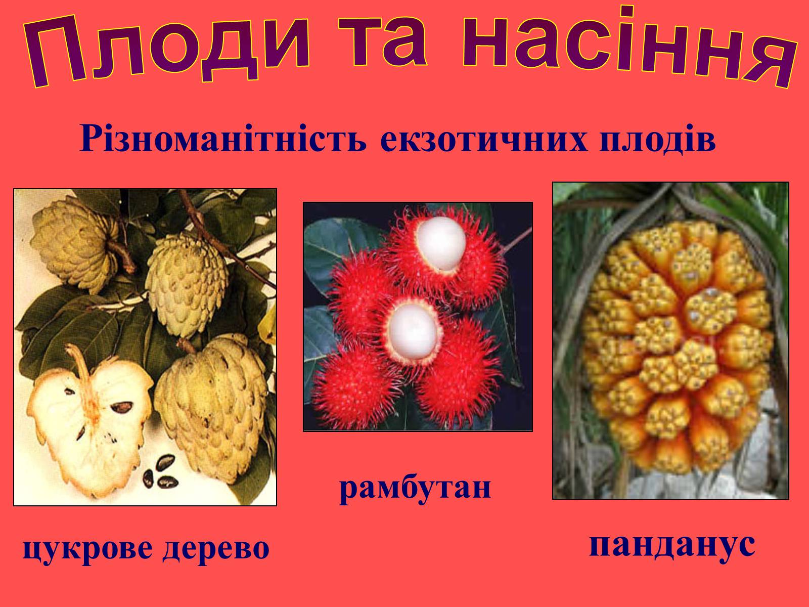 Презентація на тему «Плоди та насіння» - Слайд #32 Презентація на тему «Плоди та насіння» - Слайд #32