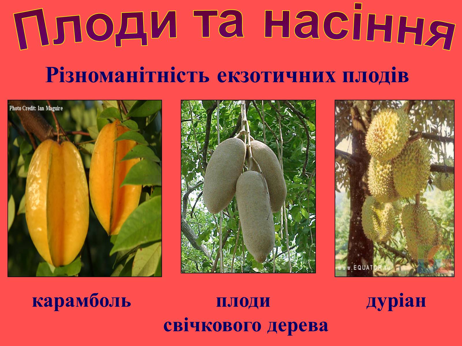 Презентація на тему «Плоди та насіння» - Слайд #33 Презентація на тему «Плоди та насіння» - Слайд #33