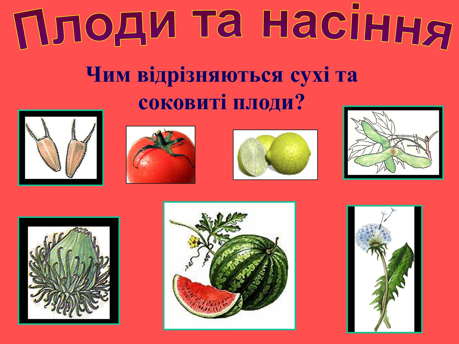 Презентація на тему «Плоди та насіння» - Слайд #37 Презентація на тему «Плоди та насіння» - Слайд #37