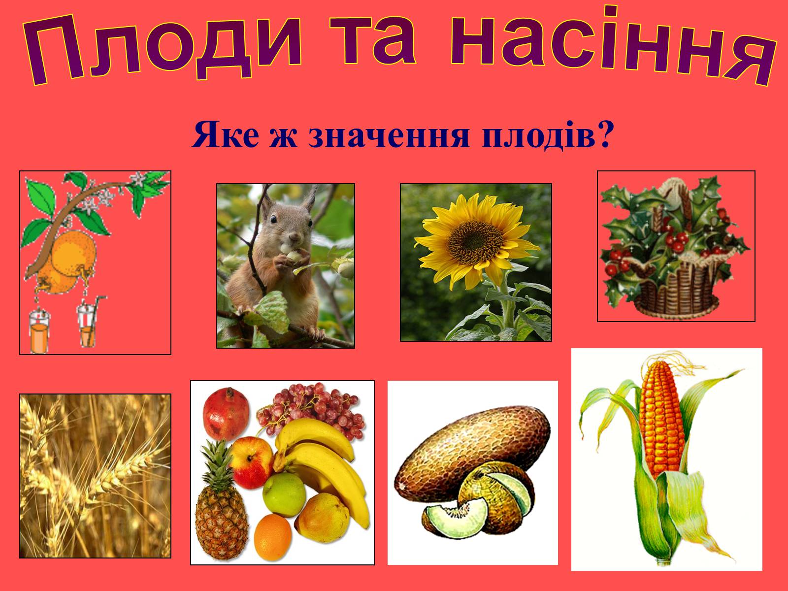 Презентація на тему «Плоди та насіння» - Слайд #38 Презентація на тему «Плоди та насіння» - Слайд #38