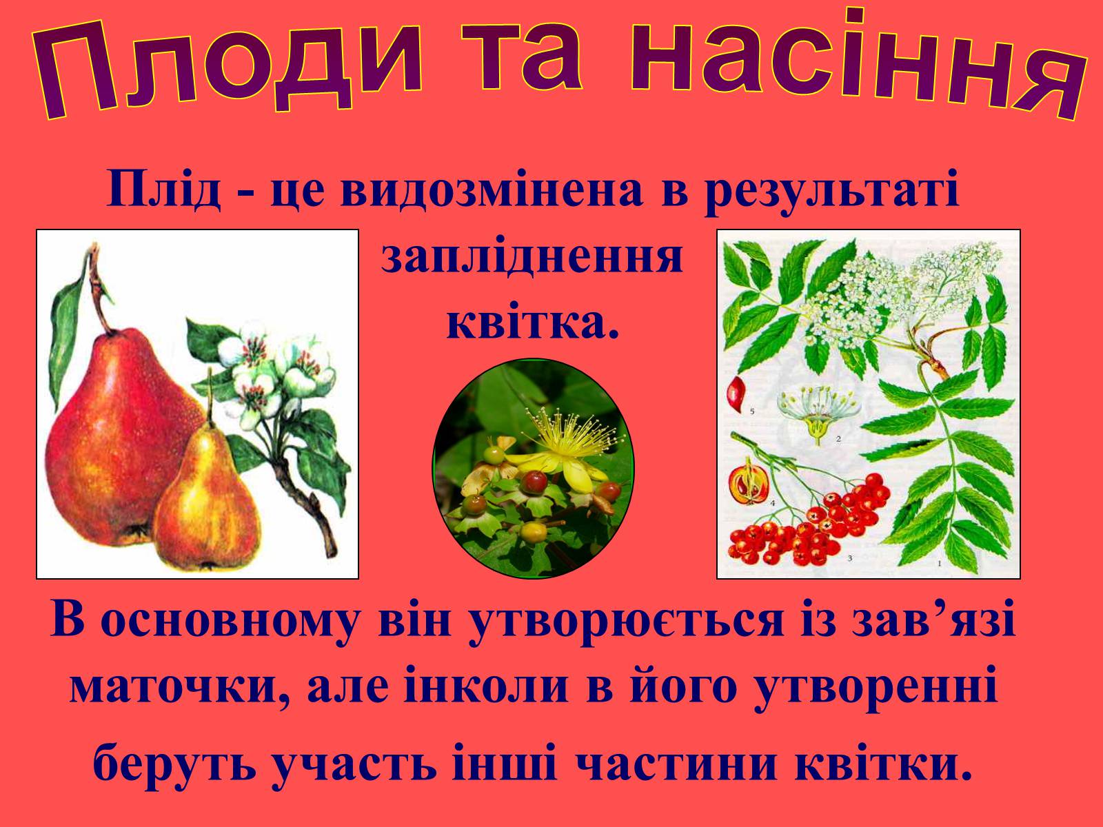 Презентація на тему «Плоди та насіння» - Слайд #4 Презентація на тему «Плоди та насіння» - Слайд #4