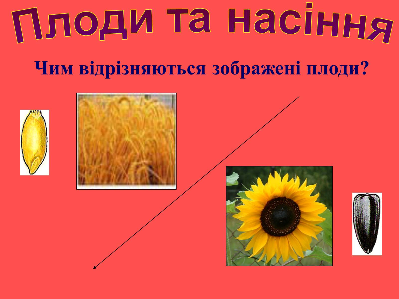Презентація на тему «Плоди та насіння» - Слайд #40 Презентація на тему «Плоди та насіння» - Слайд #40