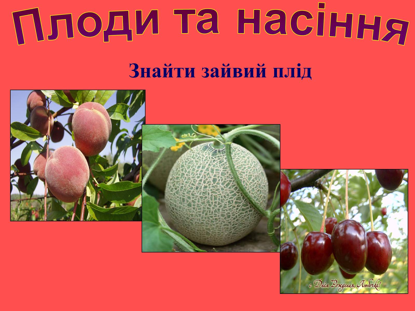 Презентація на тему «Плоди та насіння» - Слайд #41 Презентація на тему «Плоди та насіння» - Слайд #41