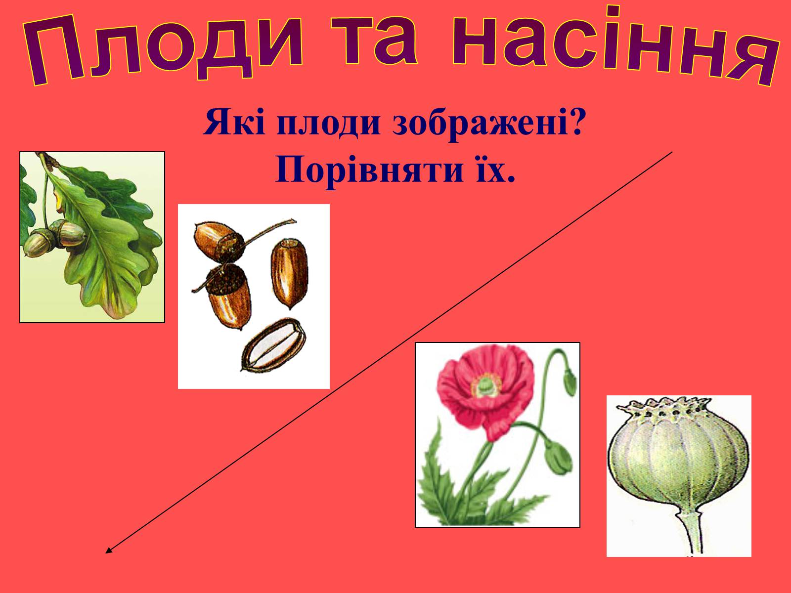 Презентація на тему «Плоди та насіння» - Слайд #43 Презентація на тему «Плоди та насіння» - Слайд #43