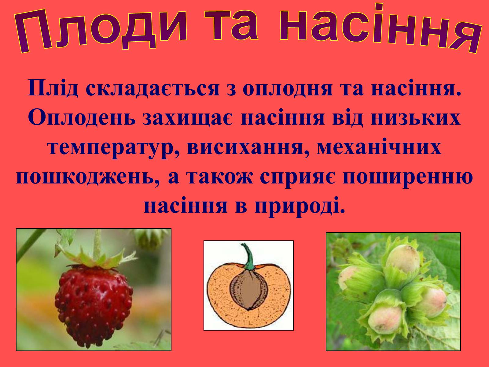 Презентація на тему «Плоди та насіння» - Слайд #6 Презентація на тему «Плоди та насіння» - Слайд #6