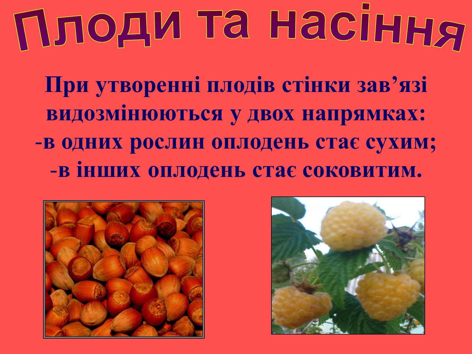 Презентація на тему «Плоди та насіння» - Слайд #7 Презентація на тему «Плоди та насіння» - Слайд #7