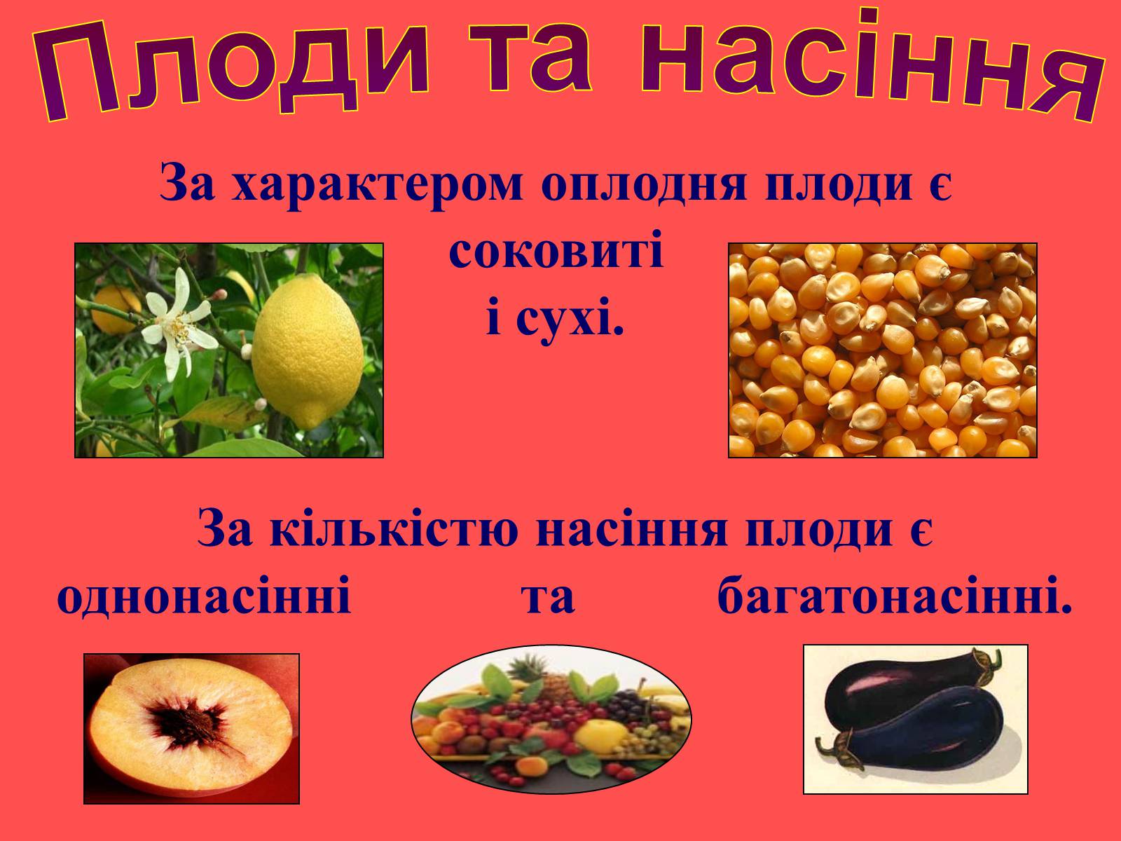 Презентація на тему «Плоди та насіння» - Слайд #8 Презентація на тему «Плоди та насіння» - Слайд #8