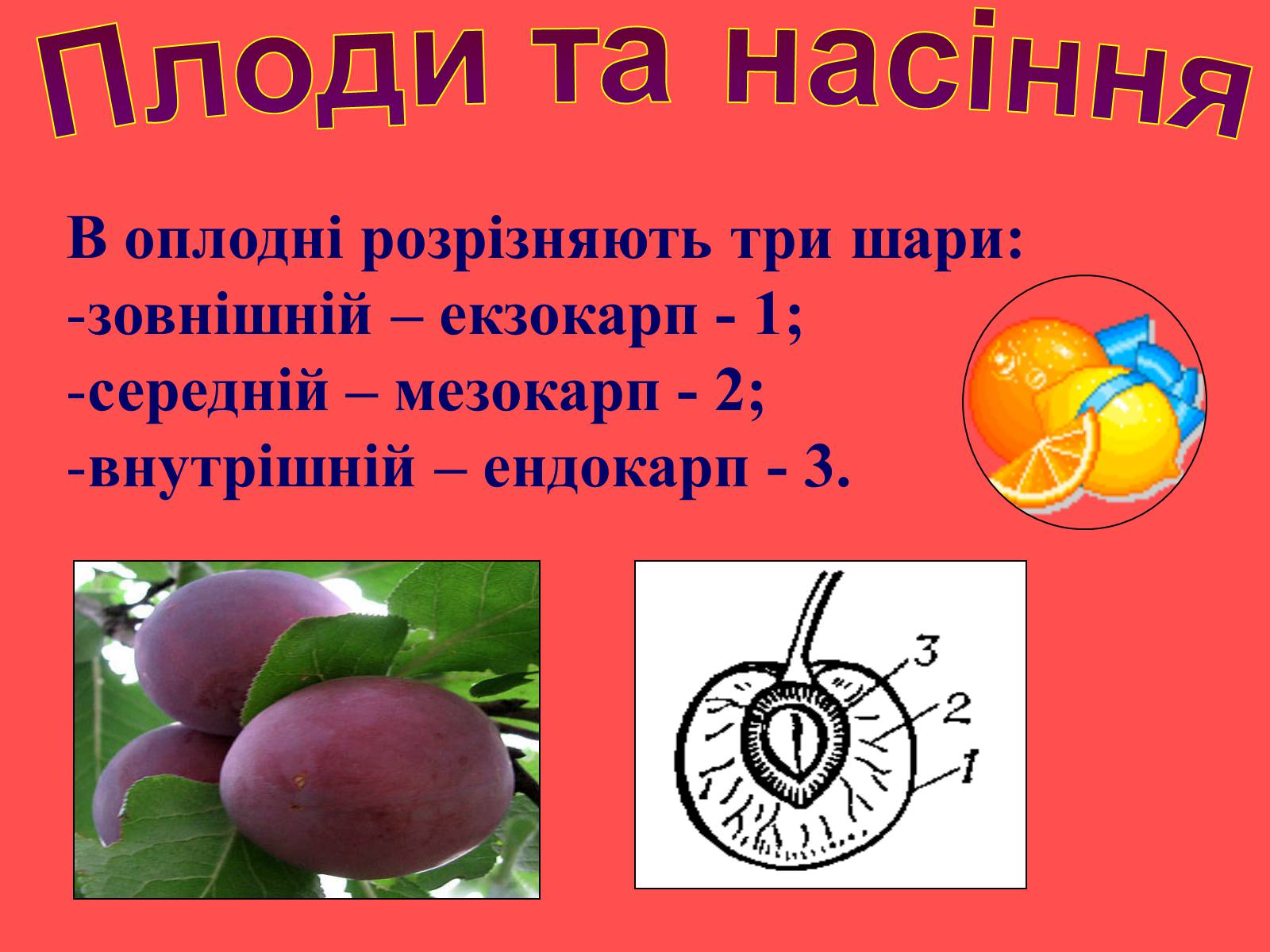Презентація на тему «Плоди та насіння» - Слайд #9 Презентація на тему «Плоди та насіння» - Слайд #9