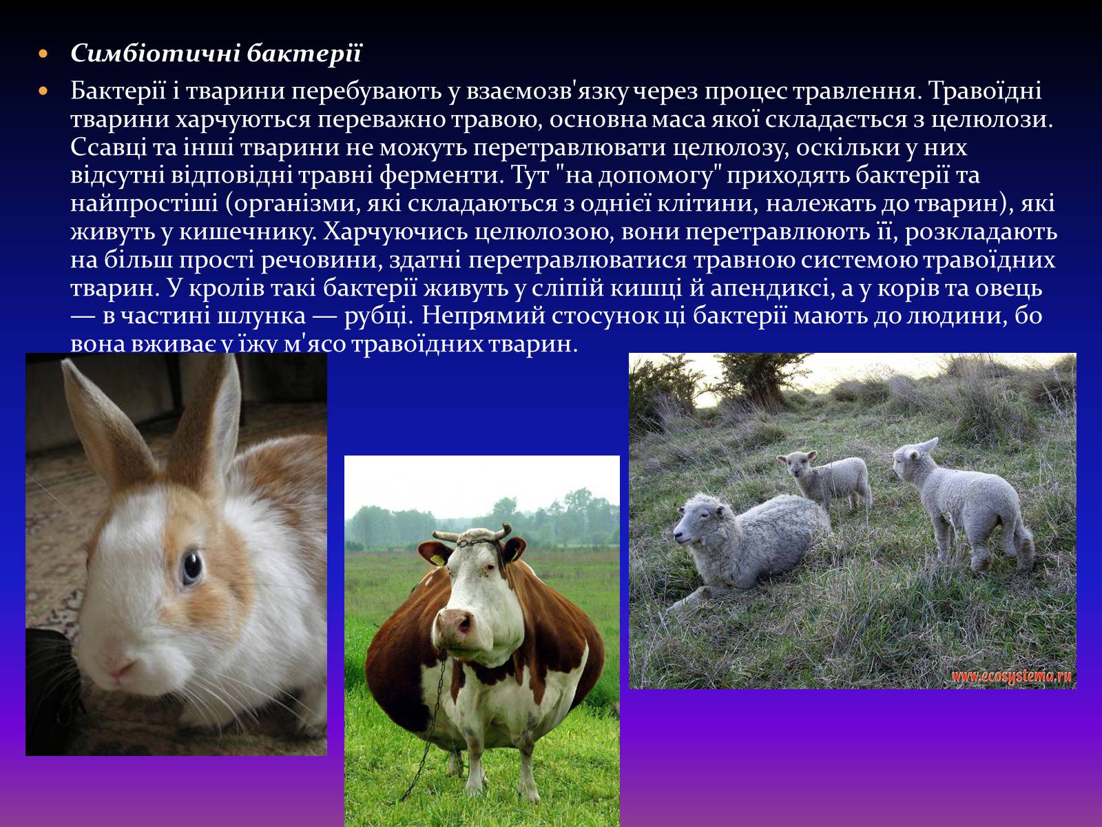 Презентація на тему «Корисні бактерії» (варіант 2) - Слайд #10 Презентація на тему «Корисні бактерії» (варіант 2) - Слайд #10