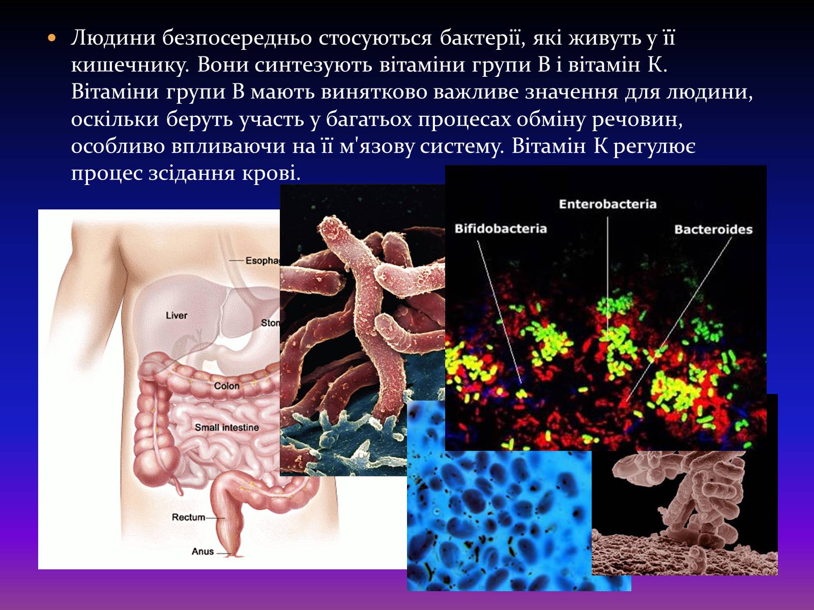 Презентація на тему «Корисні бактерії» (варіант 2) - Слайд #11 Презентація на тему «Корисні бактерії» (варіант 2) - Слайд #11