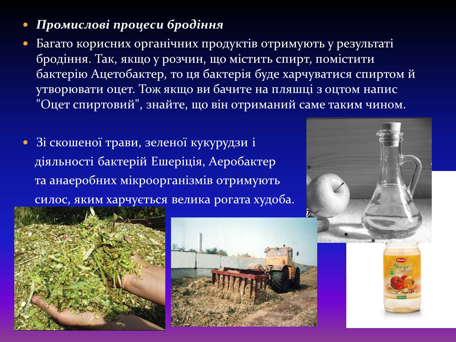Презентація на тему «Корисні бактерії» (варіант 2) - Слайд #12 Презентація на тему «Корисні бактерії» (варіант 2) - Слайд #12