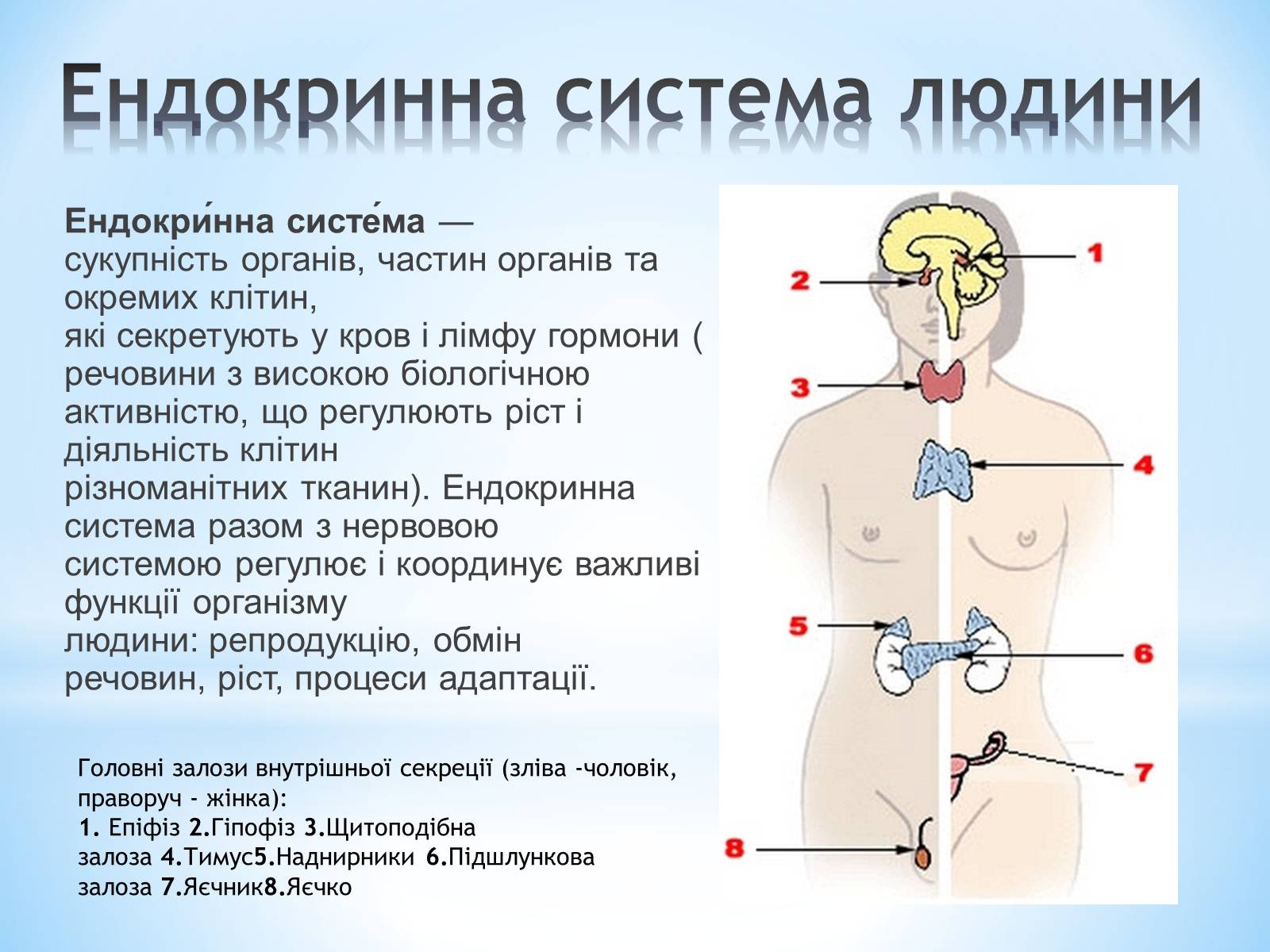 Презентація на тему «Будова організму людини» - Слайд #11 Презентація на тему «Будова організму людини» - Слайд #11