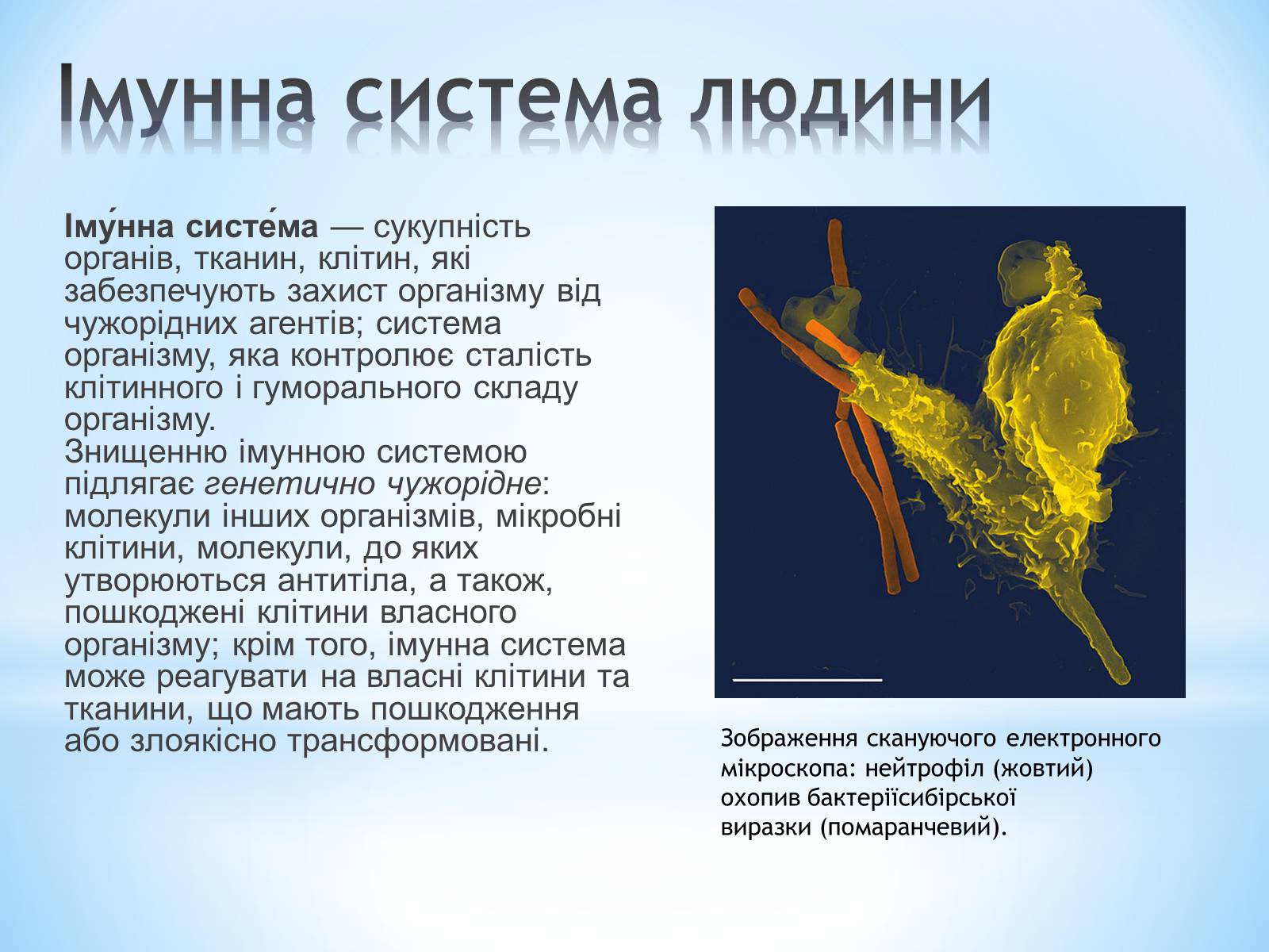 Презентація на тему «Будова організму людини» - Слайд #12 Презентація на тему «Будова організму людини» - Слайд #12