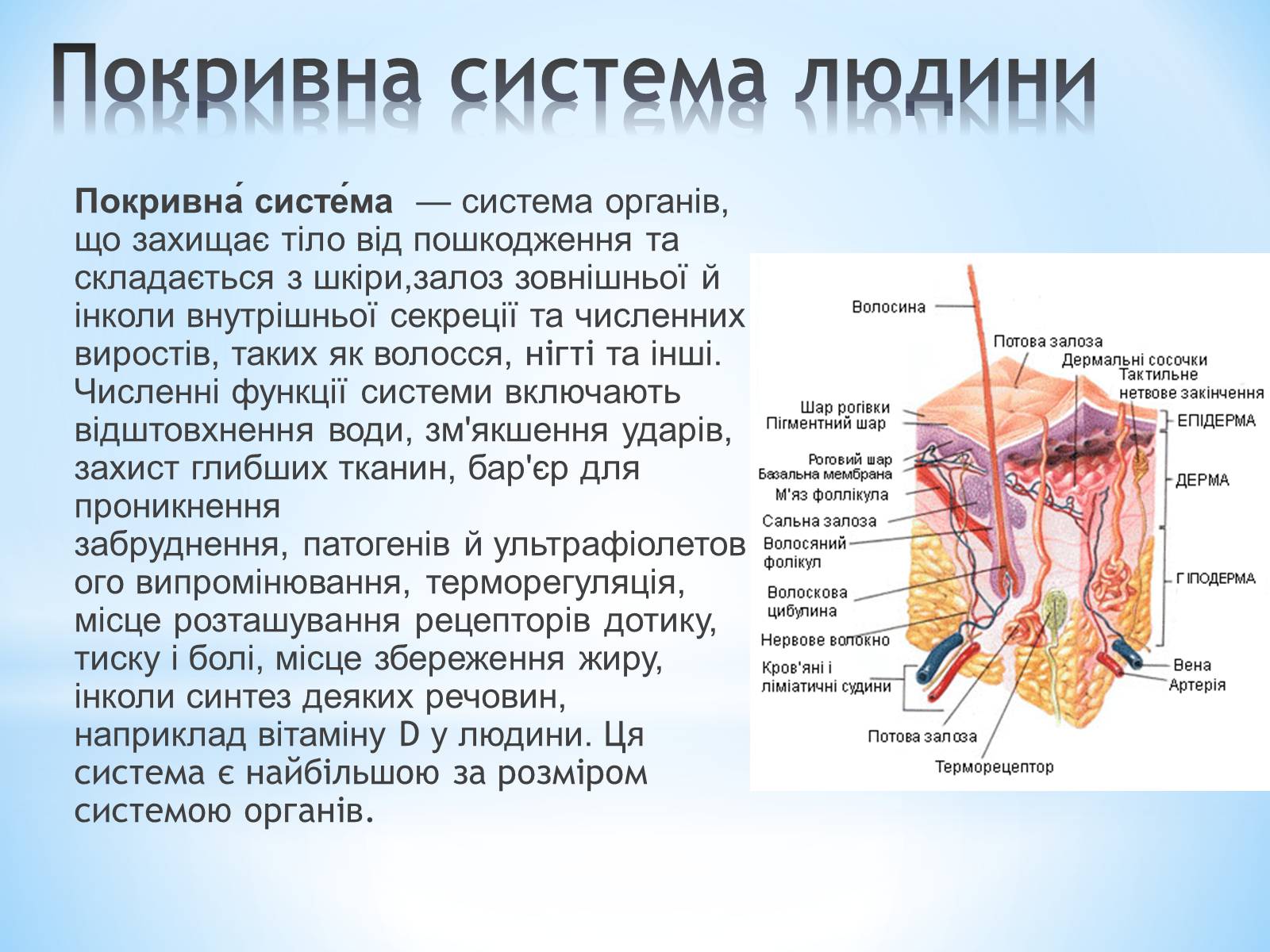 Презентація на тему «Будова організму людини» - Слайд #13 Презентація на тему «Будова організму людини» - Слайд #13