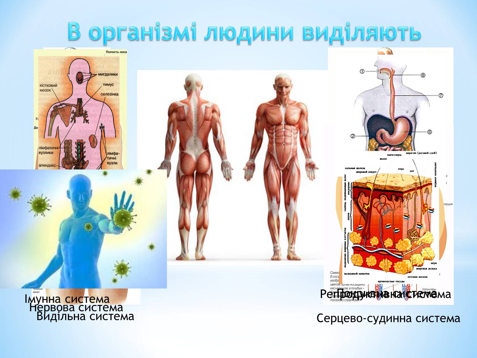 Презентація на тему «Будова організму людини» - Слайд #2 Презентація на тему «Будова організму людини» - Слайд #2
