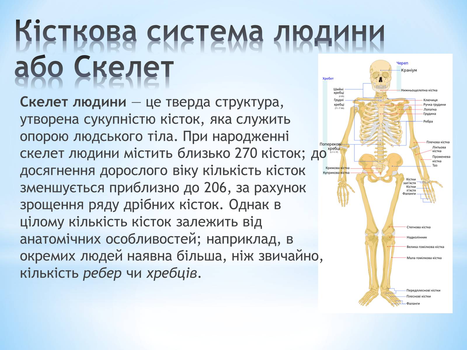 Презентація на тему «Будова організму людини» - Слайд #3 Презентація на тему «Будова організму людини» - Слайд #3